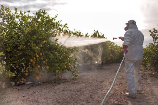 Best Best Pest Control Companies  in Las Lomas, TX