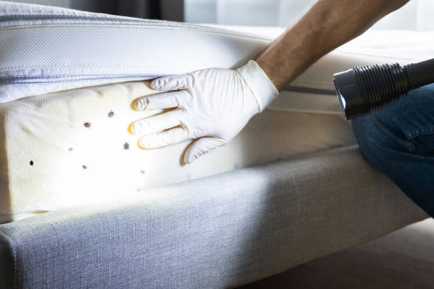 Best Affordable Pest Control Services  in Las Lomas, TX