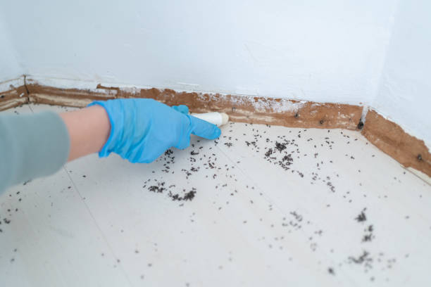 Trusted Las Lomas, TX Pest Control Experts